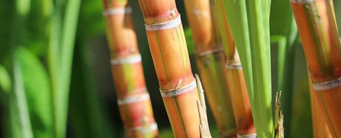 Découvrez les différentes variétés de canne à sucre